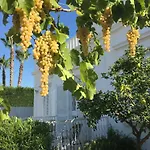 Matinella * טרני