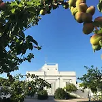 Matinella * טרני