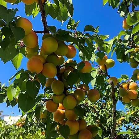 Matinella
