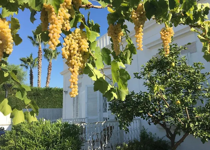 Matinella * Трани