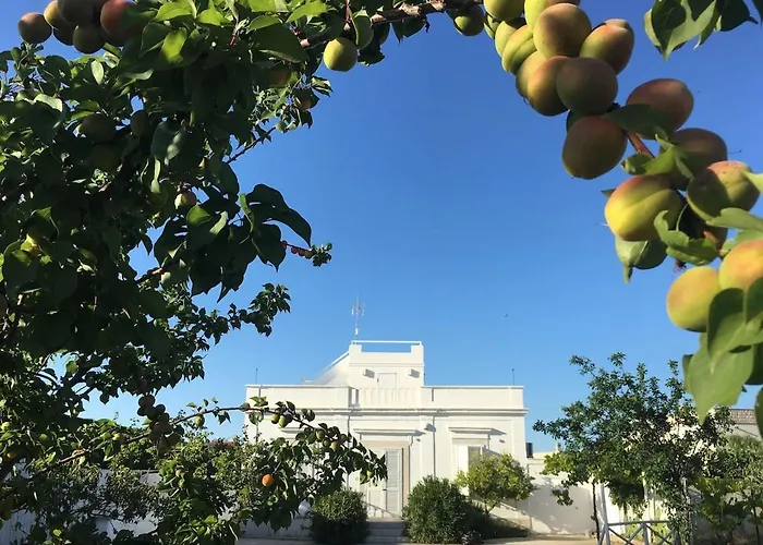 Matinella * Трани